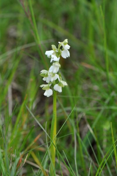 Anacamptis morio 16-05-2010 157.jpg
